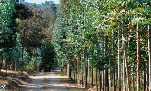 bosque-cabañas-la-puntilla